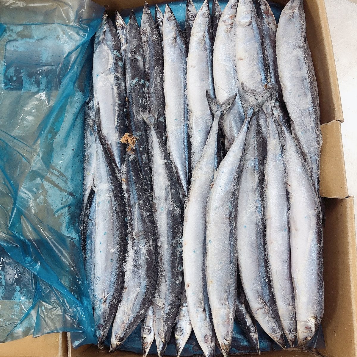 Sanma 秋刀鱼10pc – Kazy Japanese